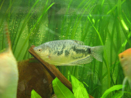 &copy; Zierfischfreunde Immenhausen-Holzhausen TRICHOGASTER MICROLEPIS